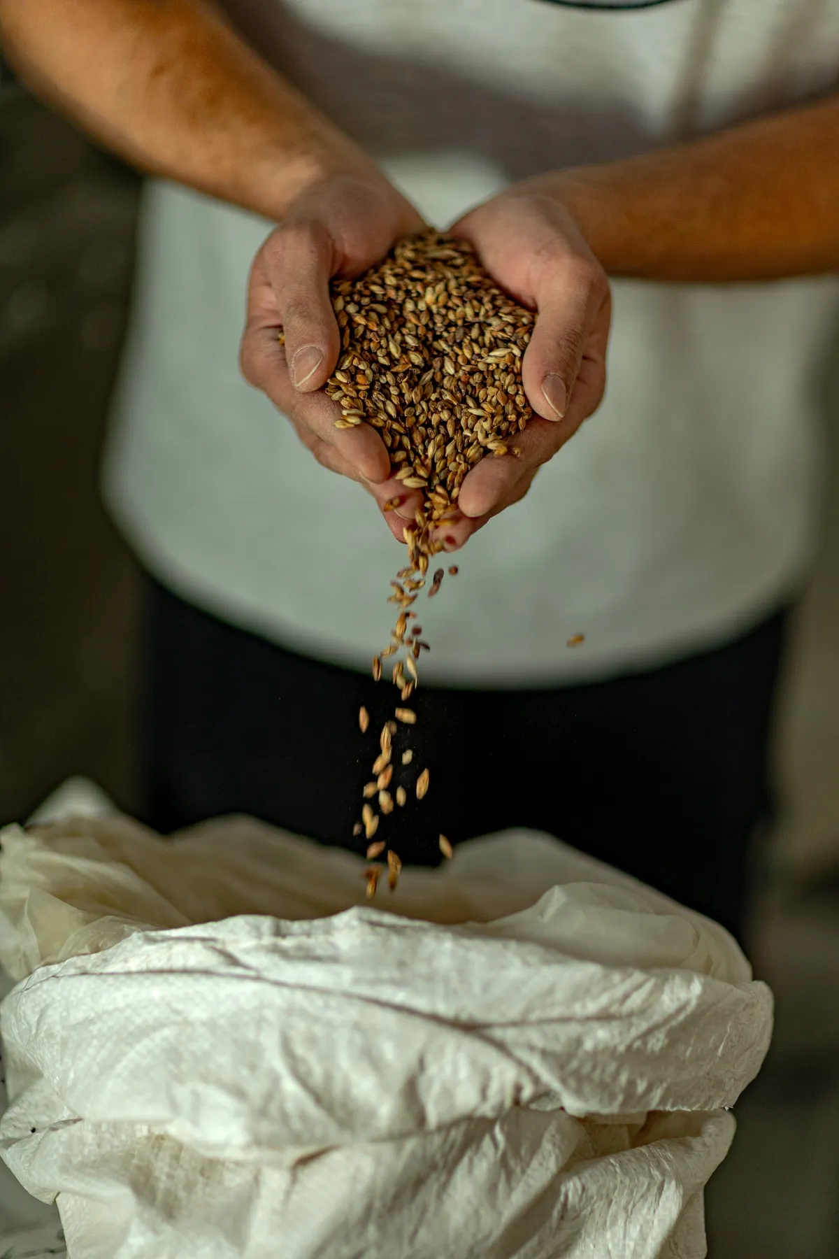 Hands pouring malt grains into a white sack at the brewery, La Canute Lyonnaise in Lyon