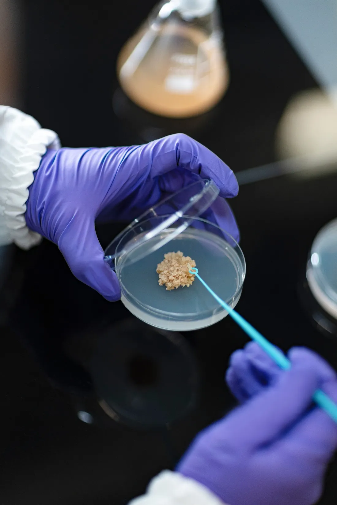 Gloved hands holding a Petri dish and a swab in the laboratory, Le Monde & L'Oréal