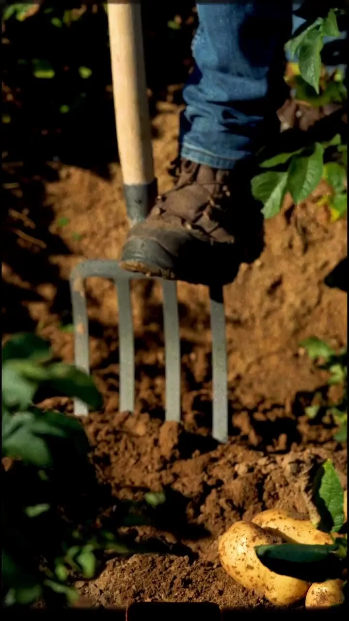 What is fertile soil? A fork lifts potatoes out of dark soil, episode of the McCain regenerative series