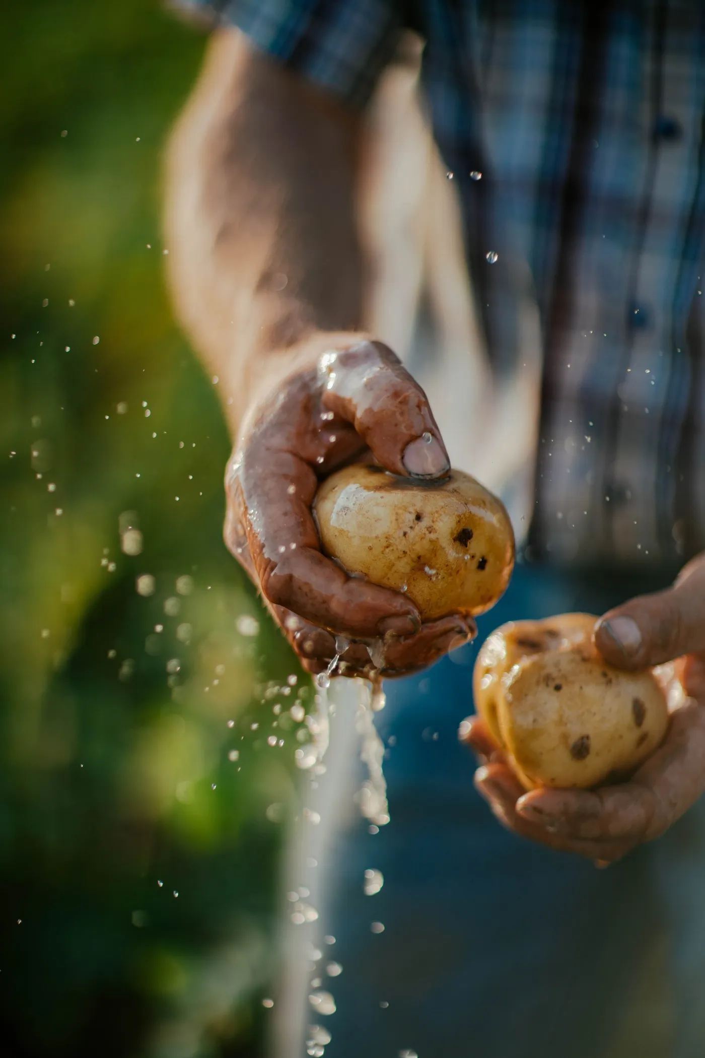 Hands rinsing a freshly dug potato, water splashing, in a green field, McCain farming families