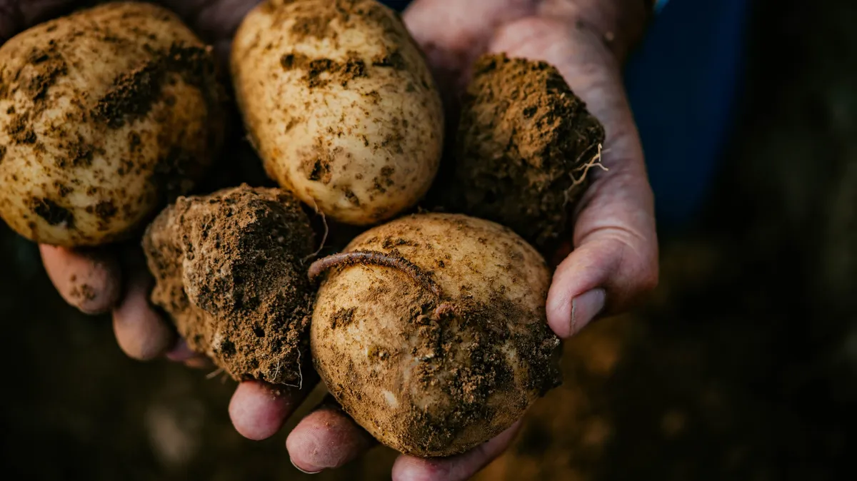 Cupped hands holding freshly dug potatoes still covered in soil, McCain farming families