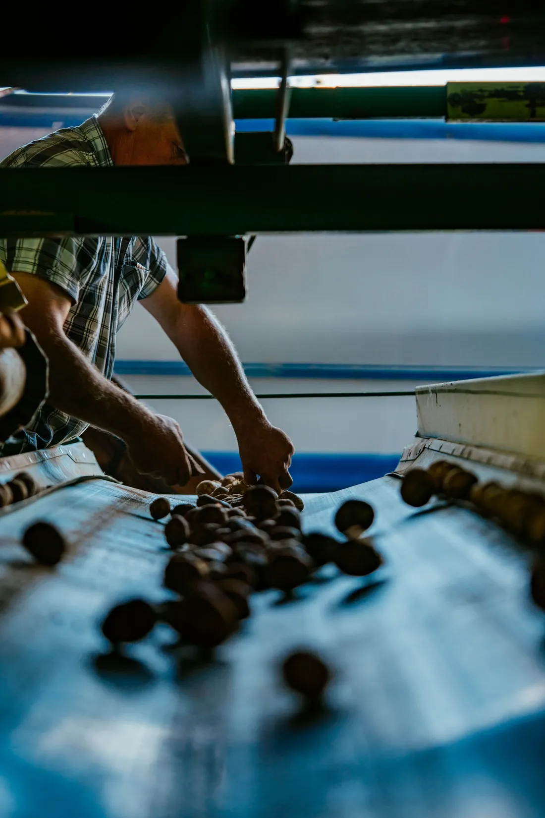 Potatoes rolling along a sorting conveyor, a worker's arm above them, McCain farming families