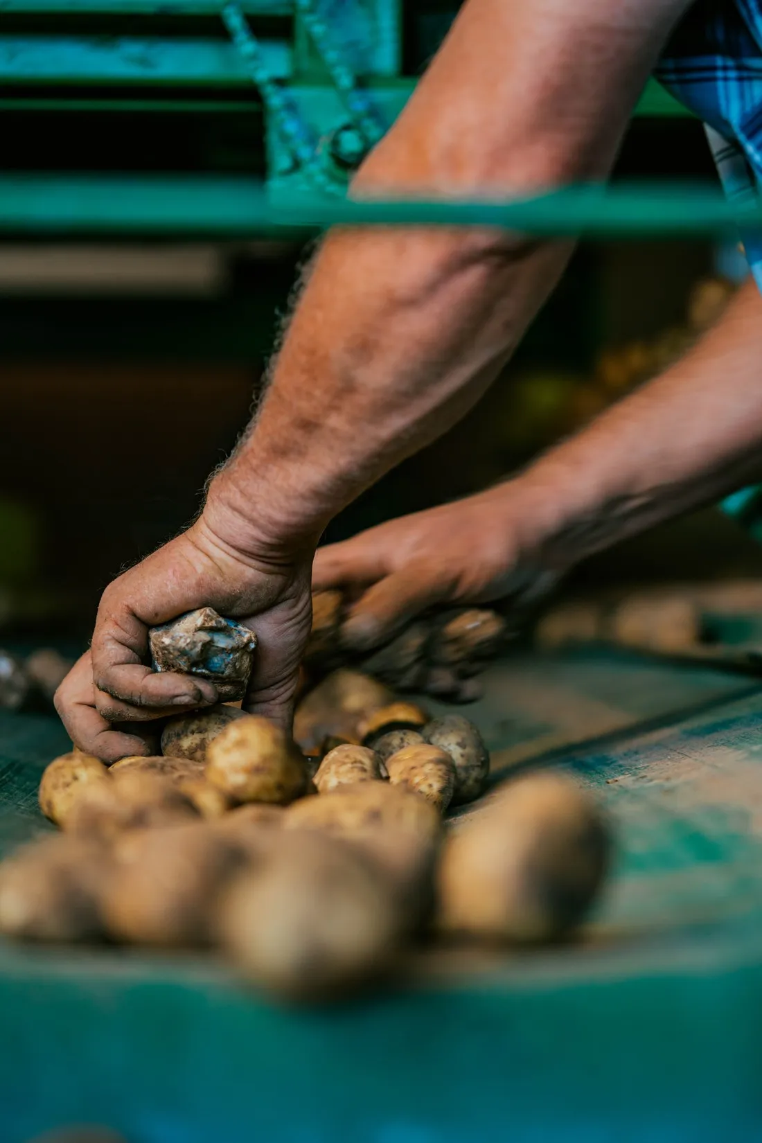 Weathered hands sorting freshly harvested potatoes on a green conveyor belt, McCain farming families