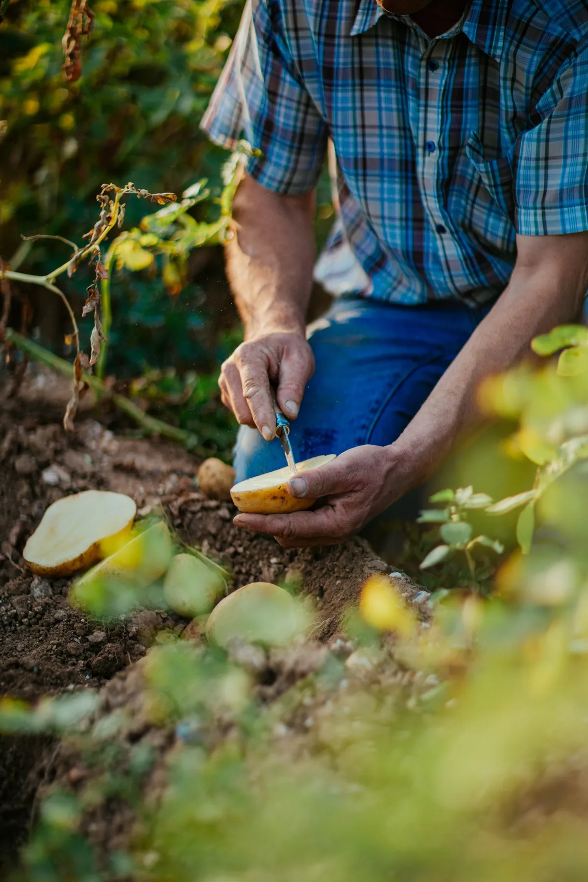 Farmer kneeling in a field and cutting open a tuber with a knife, McCain farming families