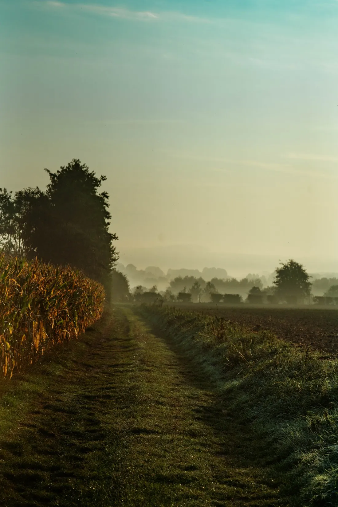 Misty dirt path running along a field at dawn, trees in the distance, McCain farming families