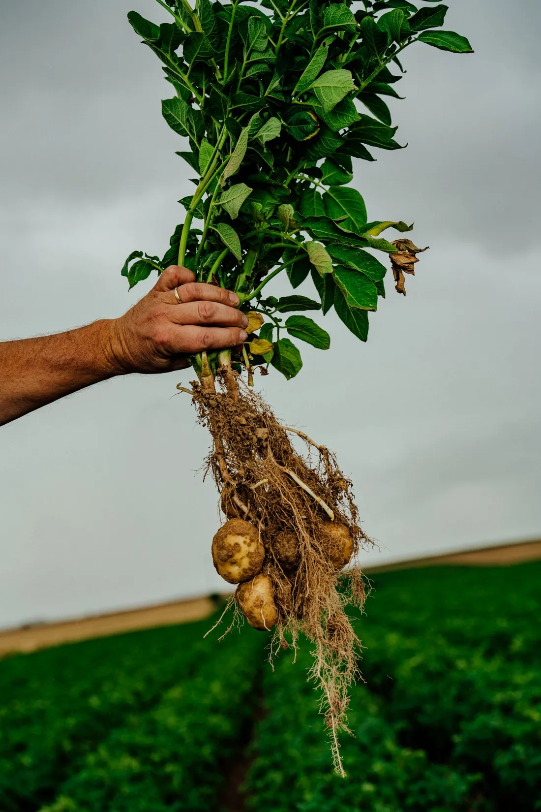Hand holding up a whole potato plant, roots and tubers hanging, McCain regenerative agriculture