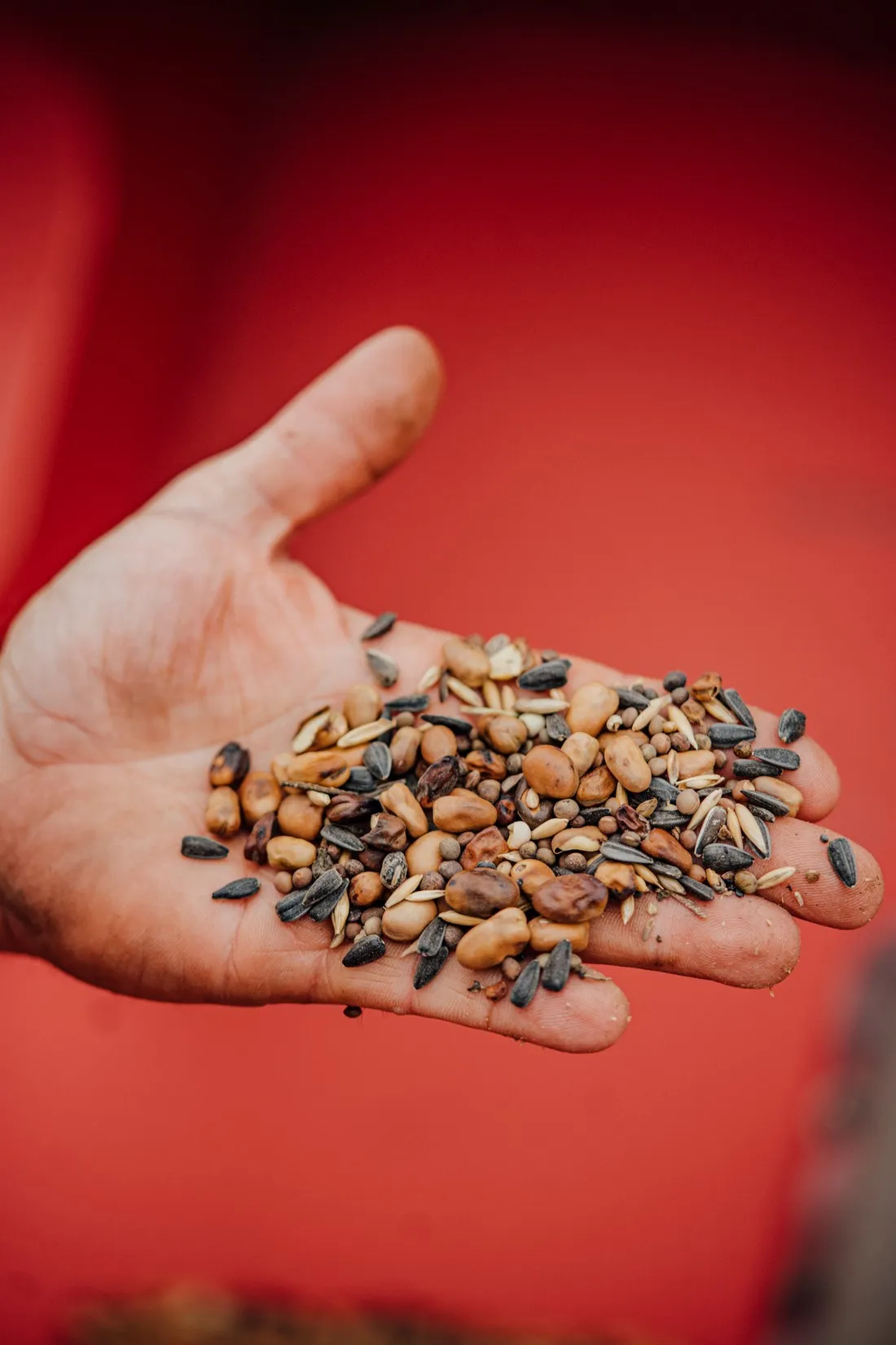 Open hand full of cover crop seeds against a red background, McCain regenerative agriculture