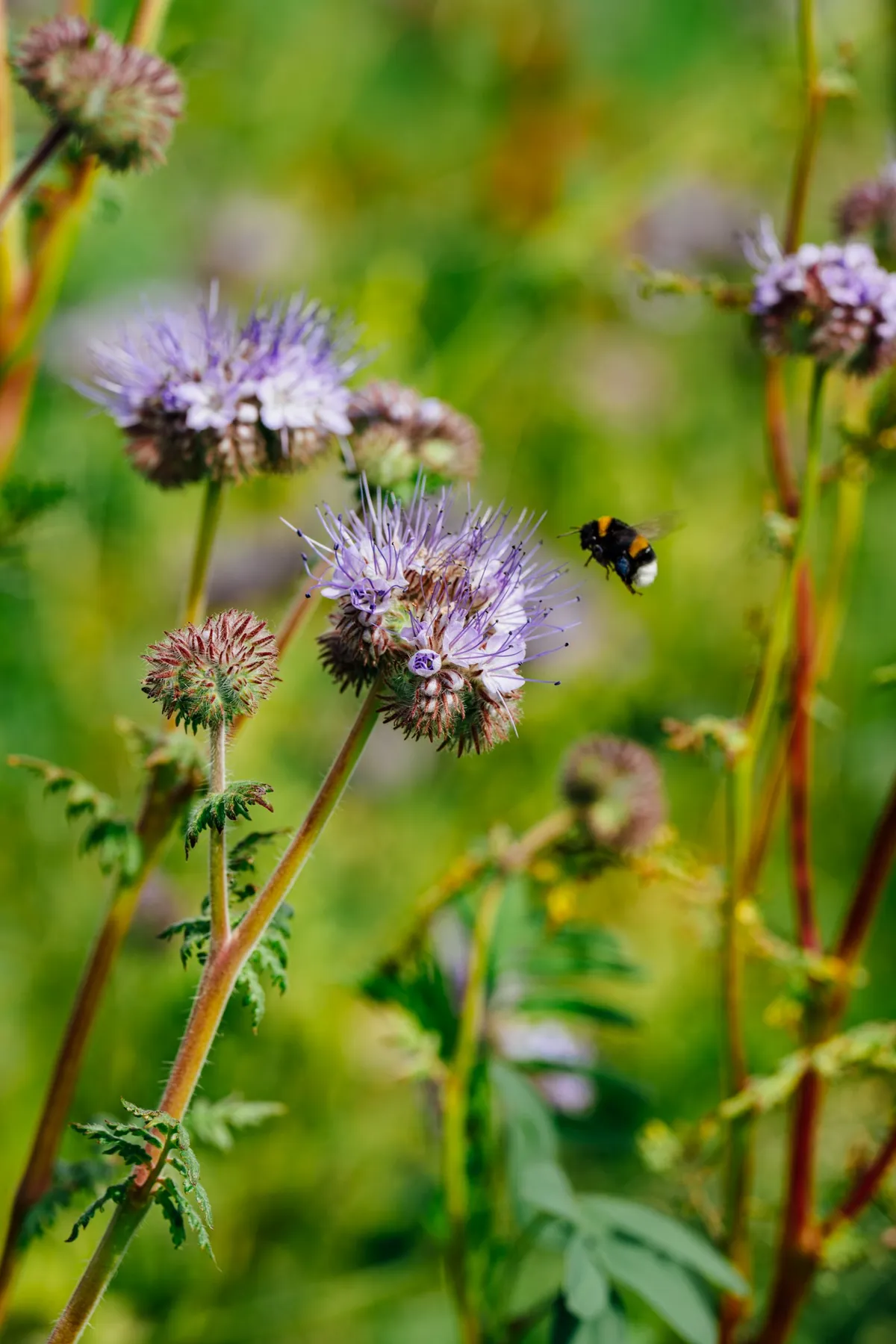 Purple phacelia flowers, a cover crop, with a bumblebee in flight, McCain regenerative agriculture