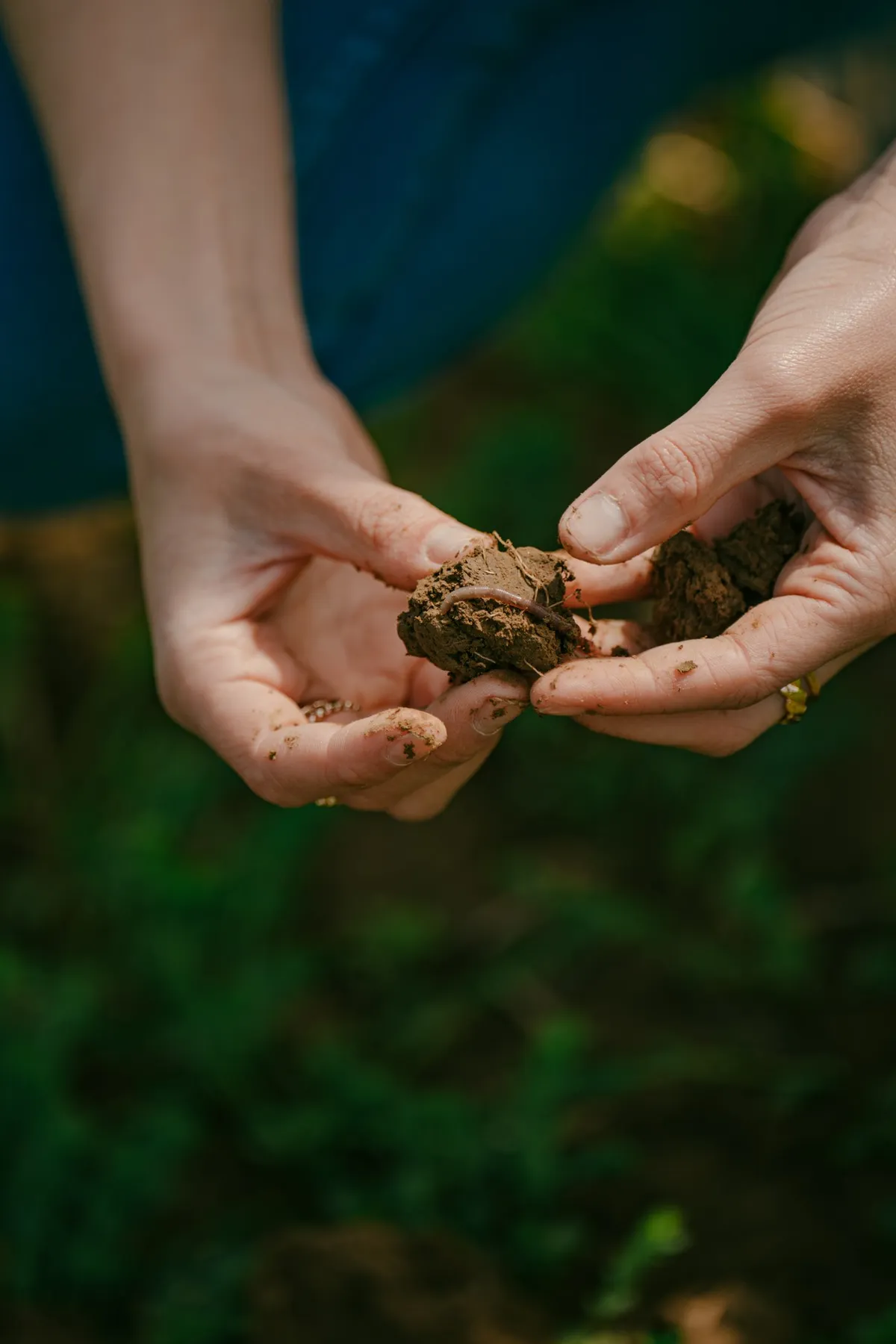 Hands crumbling a clump of soil to show its texture, McCain regenerative agriculture
