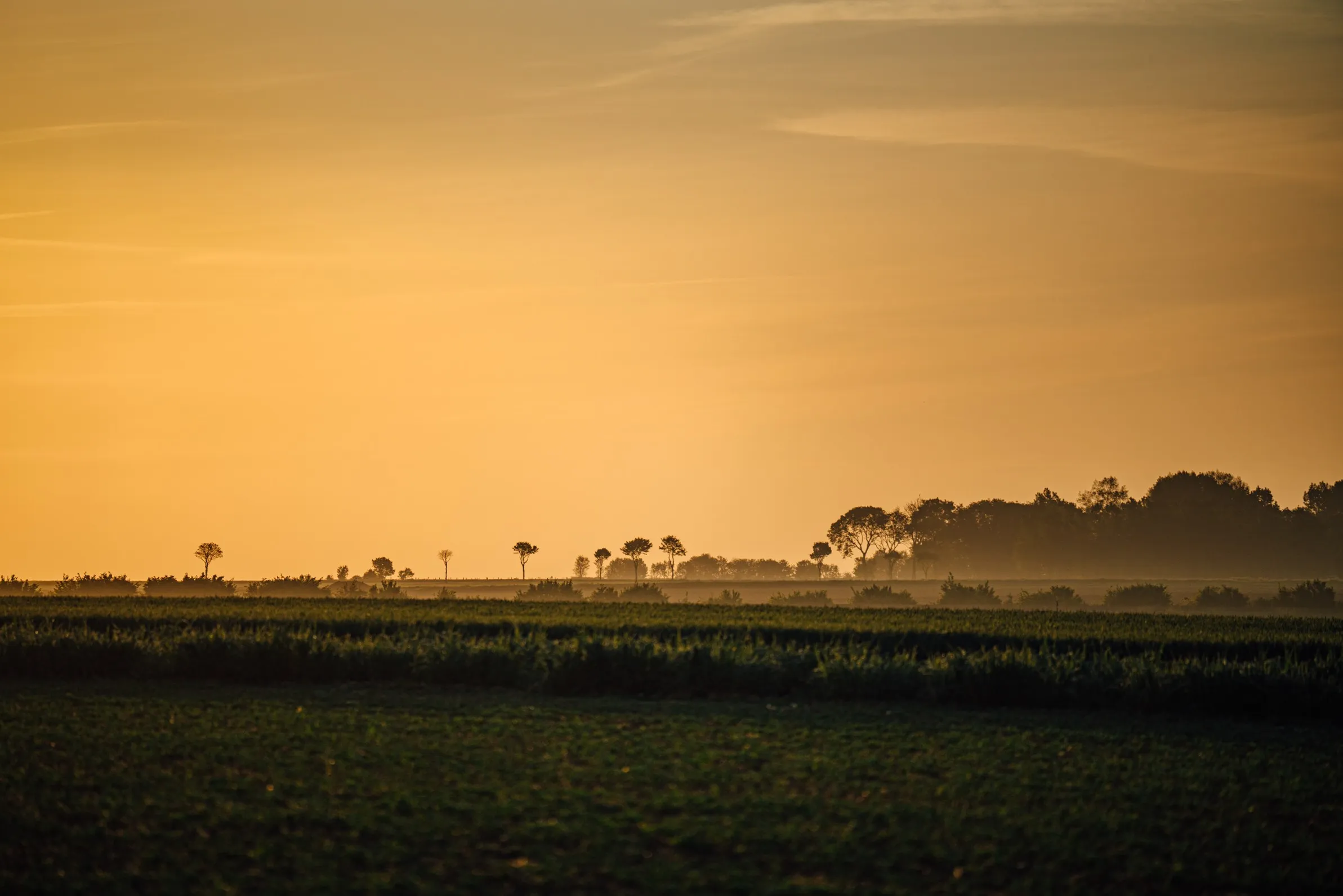 Farmland at sunset under an orange sky, trees on the horizon, McCain regenerative agriculture
